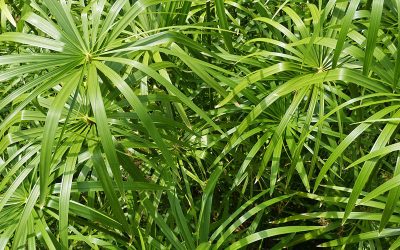 Papyrus Plant: Een perfecte plant bij je vijver