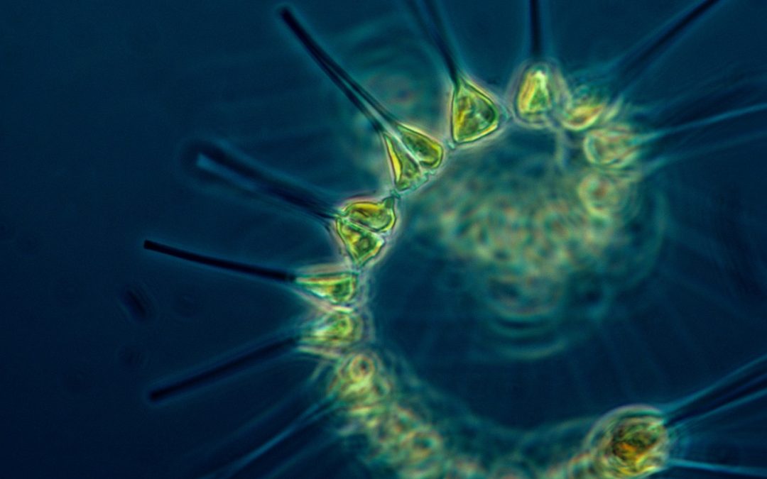 Plankton in je Vijver: een diepgaande kennismaking