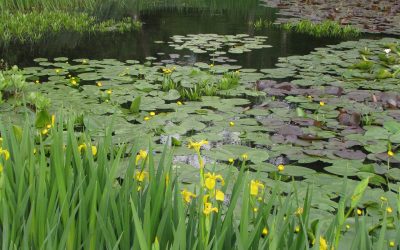 Iris pseudacorus, kleurrijke toevoeging aan je vijver