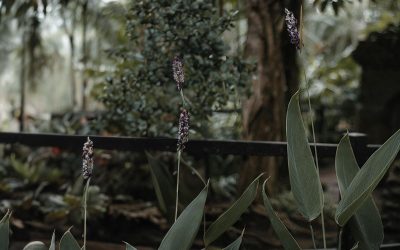 De Thalia dealbata: Een vaste plant voor jouw vijver