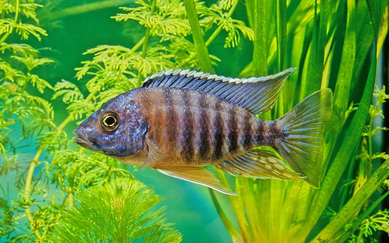 cichliden