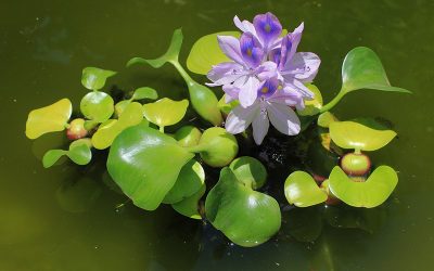 Drijfplanten: Een groene aanwinst voor je vijver