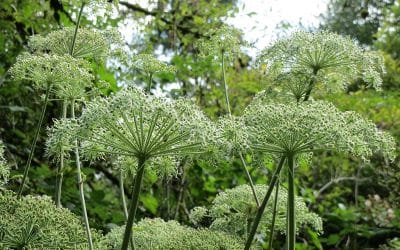 Engelwortel bij de vijver: verzorging, bloei en meer