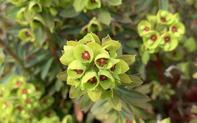 euphorbia