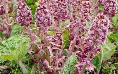 Groot hoefblad: een veelzijdige plant voor bij de vijver