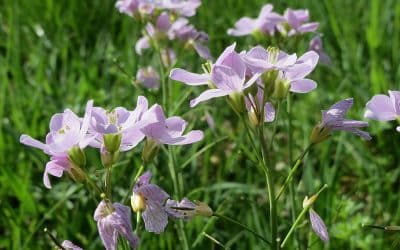 Koekoeksbloem: Een kleurrijke aanwinst voor elke vijver