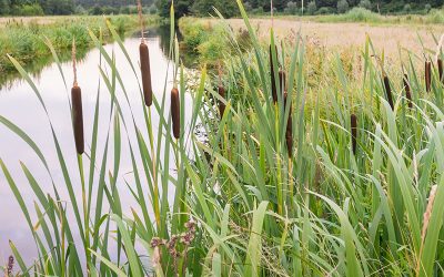 Lisdodde: Een veelzijdige vijverplant met karakter