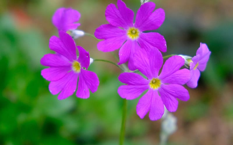 primula