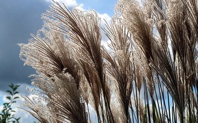 Riet: De ideale vijverplant voor natuurlijk evenwicht