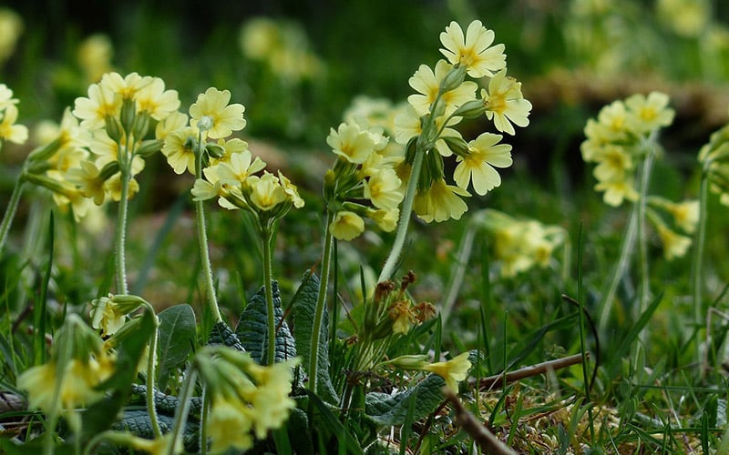 sleutelbloem