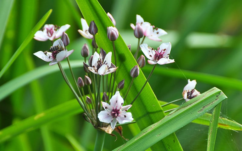 zwanenbloem