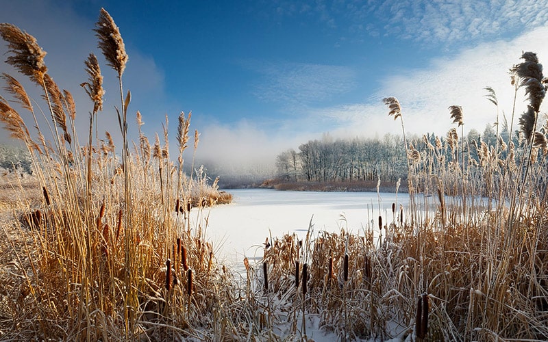 winterharde vijverplanten