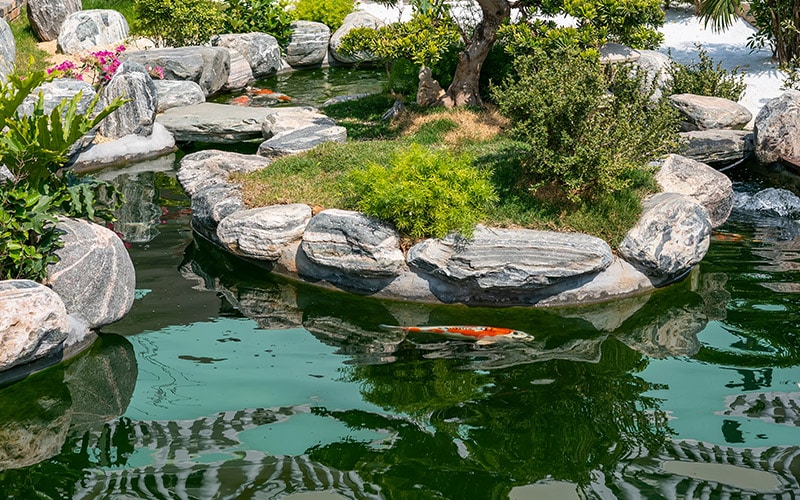 koi vijver