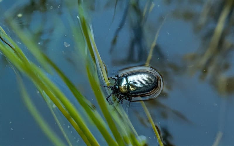 waterkever