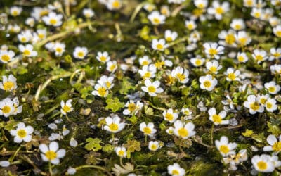 Waterranonkel: Een bloeiende zuurstofplant voor je vijver