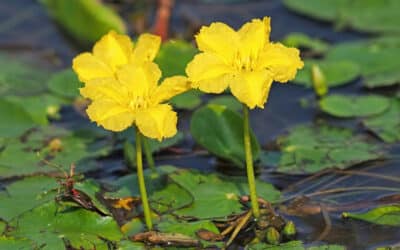 Watergentiaan: drijfplant met zonnige bloemen en karakter