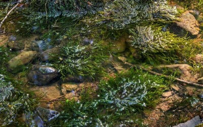 Bronmos: De wintergroene zuurstofplant voor stromend water