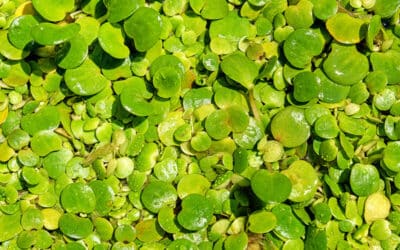 Kikkerbeet: Decoratieve zuurstofplant met drijvend blad