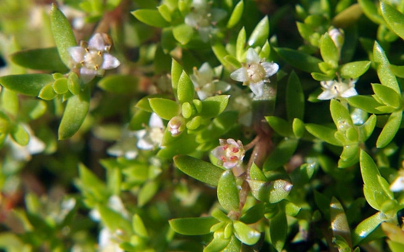 watercrassula