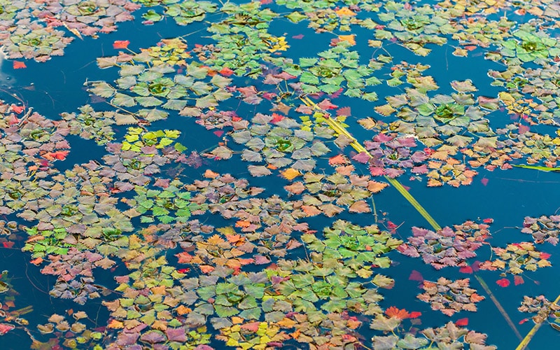 waternoot