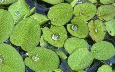 Salvinia (vlotvaren): kleine drijfplant met groot effect