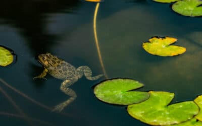 Drijvende planten en biodiversiteit: paradijs voor insecten en amfibieën