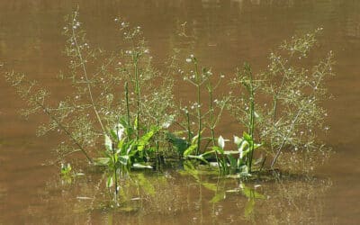 Waterweegbree: Sterke moerasplant met sierlijke bloei