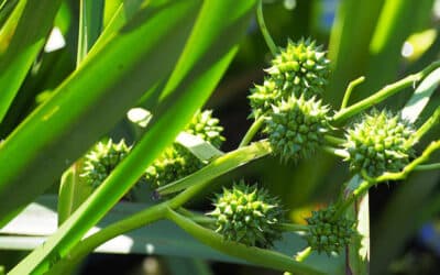 Egelskop: Stevige moerasplant met bolvormige bloemen
