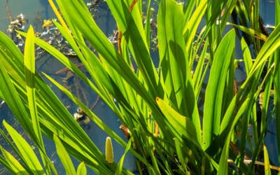 Kalmoes: Geurende waterzuiveraar voor je moeraszone