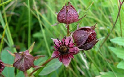 Wateraardbei: Natuurlijke vijverplant met opvallende bloemen