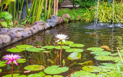 Duurzame vijveraanleg: ecologisch en milieuvriendelijk