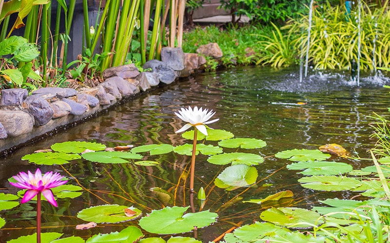 Duurzame vijveraanleg