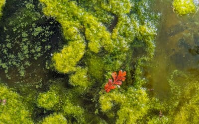 Waarom algeneters vaak geen oplossing zijn
