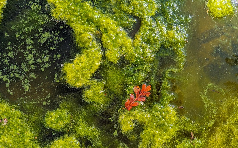 algeneters in de vijver